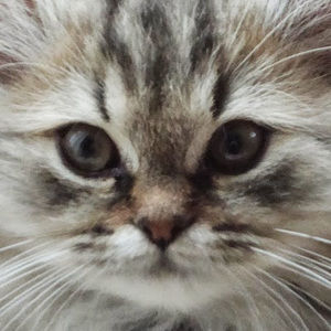 Meet your Posher, Janet